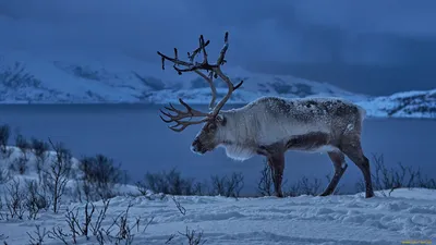 Сказочная зима: Фото оленя в волшебном зимнем ландшафте