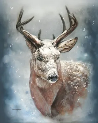 Ледяной пастель: Фотография оленя в зимнем утре