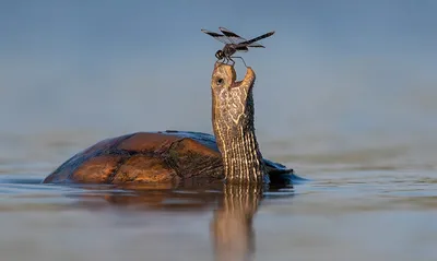 Олимпиада смешные: Лучшие фото в формате JPG