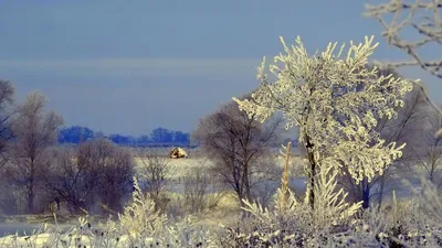 Фотография зимней природы: Ольха на изображении