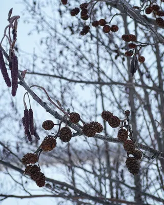 Изображение зимней природы с ольхой: доступные форматы