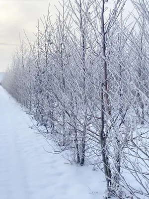 Ольха на фотографии зимы: выбор формата и размера