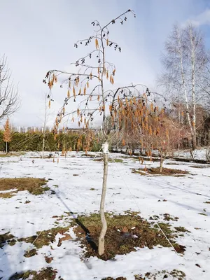 Фотография зимней ольхи: PNG для высокого качества изображения