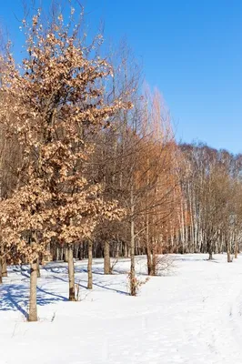Ольха на фото зимнего пейзажа: выбор формата скачивания