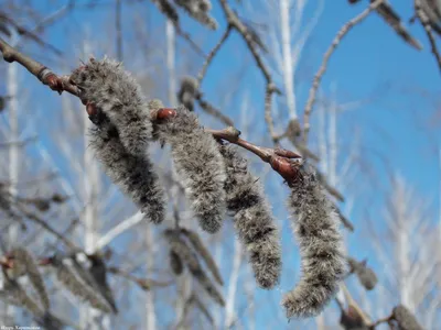 Фотография зимнего дерева - Ольха: выберите формат