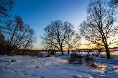Ольха на фотографии зимней природы: различные форматы
