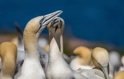 Фотографии Олуши в разных ракурсах