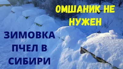 Удивительные фотографии Омшаника для пчел: узнайте, как он помогает пчелам в борьбе с вредителями