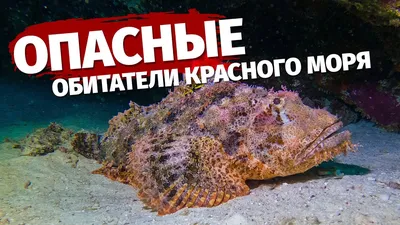 Фотосессия с опасными созданиями Красного моря: Искусство встречи с угрозой!