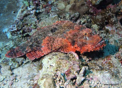 Фотоопасности Красного моря: Великолепие и угроза на одном снимке!