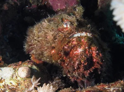 Фотография подводной жизни Красного моря