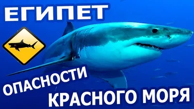 Фото подводной жизни Красного моря в высоком разрешении