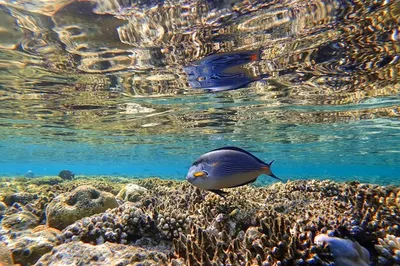 Фотографии красивых обитателей Красного моря для рабочего стола