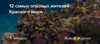 Фотографии красочных морских существ Красного моря для iPhone