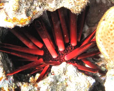 Фотографии красивого подводного мира Красного моря бесплатно