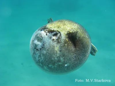 Опасные рыбы красного моря: восхитительные кадры