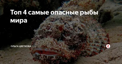 Уникальная фотография опасной рыбы в студийной съемке