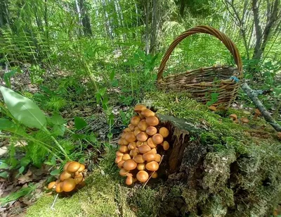 Фото опят на дереве в HD качестве