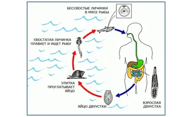 Описторхоз у Человека: Фото для Загрузки в Различных Форматах