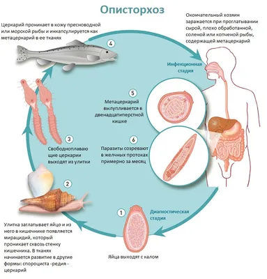 Изображения Описторхоза: JPG, PNG, WebP - Ваш выбор!