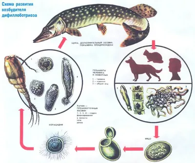 Рыбы с описторхозом: фото и картинки