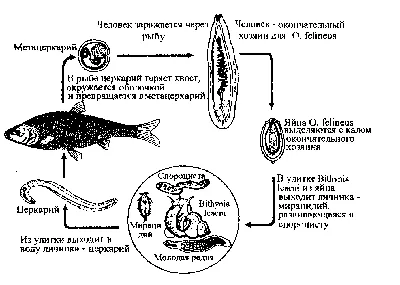 Фотография описторхоза в рыбе: выберите подходящий формат для скачивания