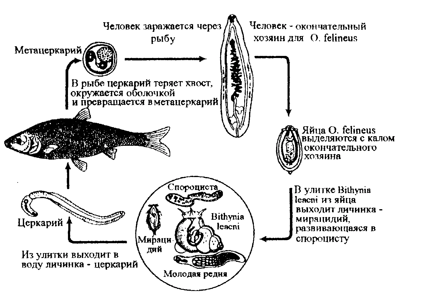 Описторхоз в рыбе (41 фото)