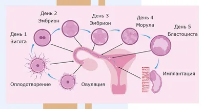 Оплодотворение человека: Потрясающие изображения в формате JPG