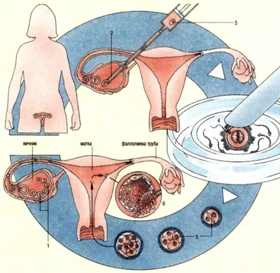 Оплодотворение у человека фотографии