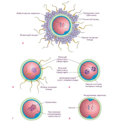 Фотографии Оплодотворения у человека: Опции скачивания в PNG