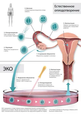 Фотографии Оплодотворения у человека: Разнообразные размеры PNG