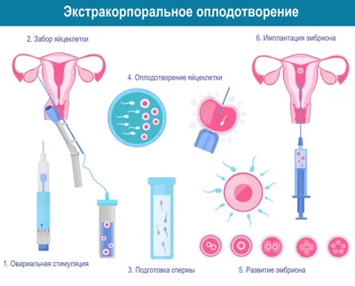 Фотографии Оплодотворения у человека: Варианты PNG для загрузки