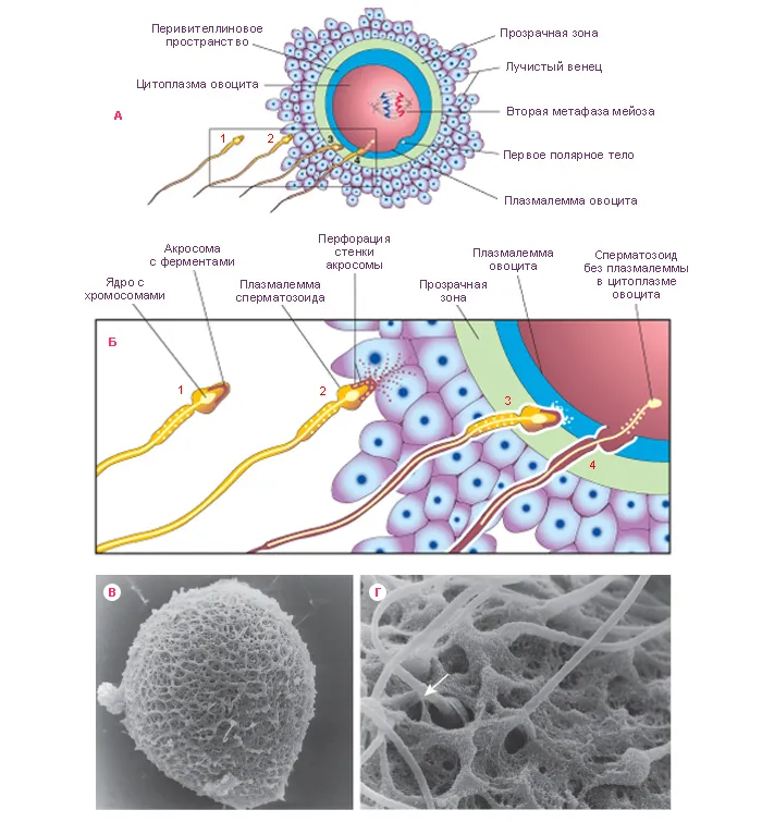 Ооцит размер. Оплодотворение яйцеклетки гистология. Оплодотворение гистология схема. Схема оплодотворения у человека гистология. Оплодотворение у человека гистология.