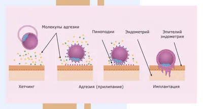 Фотографии человеческого оплодотворения: Размеры изображений в PNG