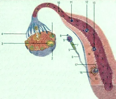 Фотографии Оплодотворения у человека: Опции скачивания в PNG