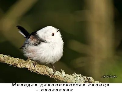 Ополовник птица: Фото в формате png