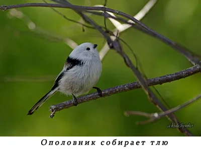 Уникальное фото ополовника птицы