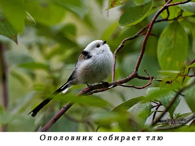 Ополовник птица: Фотка в формате webp