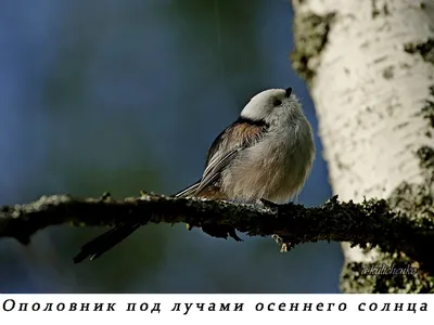 Фантастическое изображение ополовника птицы