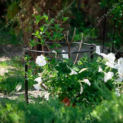 Фото опоры для пионов: добавьте архитектурную нотку в ваш сад