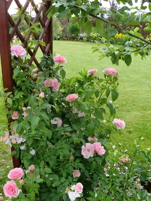 Отражение красоты: изображение розы с опорой