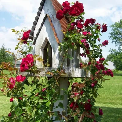Красивая и практичная: опора для плетистой розы на снимке