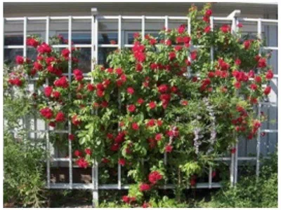 Великолепный акцент для вашего сада: фотография опоры для плетистой розы