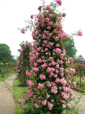 Изображение опоры для плетистой розы: вдохновение для садоводов