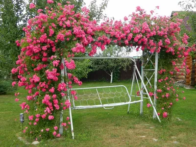 Фотка опоры для плетистой розы: идеи для воплощения