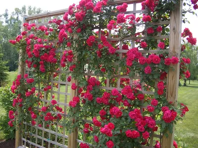 Плетистые розы во всей красе: фото с самодельной опорой