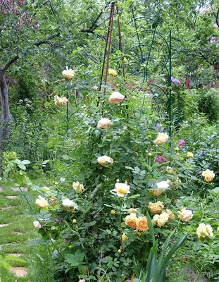 Фото опоры для плетистой розы: идея для воплощения в жизнь