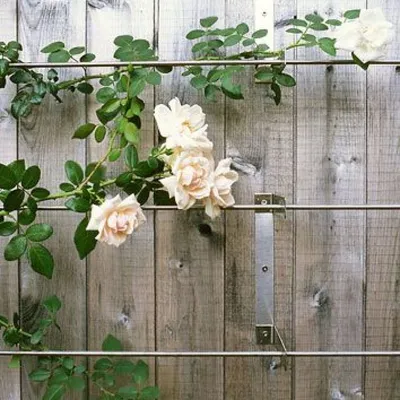 Фотография опоры для плетистой розы: выберите лучший размер и формат