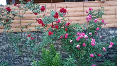 Практичность и эстетика: опора для плетистой розы в вашем саду