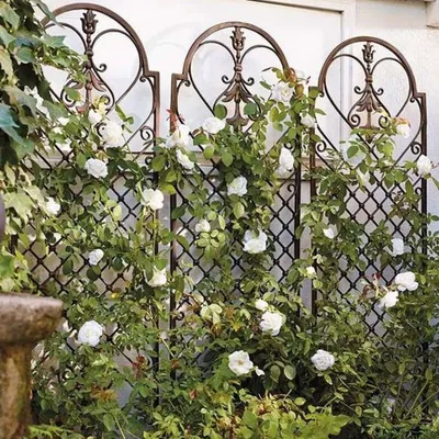 Удобная опора для плетистой розы: позвольте цветам расцвести великолепно
